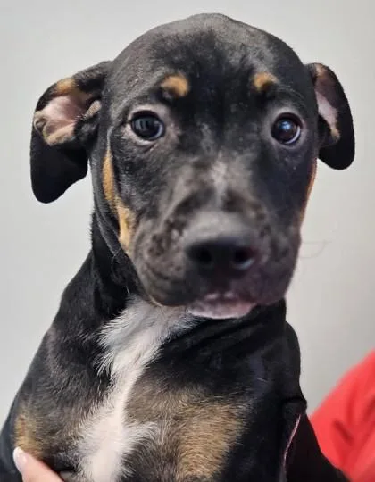 A baby medium-sized male Mixed Breed dog named Leo FKA Dog for adoption in West Chester, PA