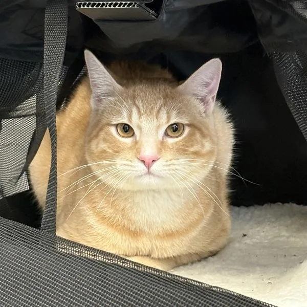 An adult small-sized male Domestic Short Hair cat named Bartholomew for adoption in Salt Lake City, UT