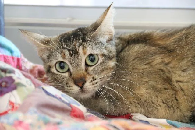 A young small-sized female Domestic Short Hair cat named Utah for adoption in Tucson, AZ