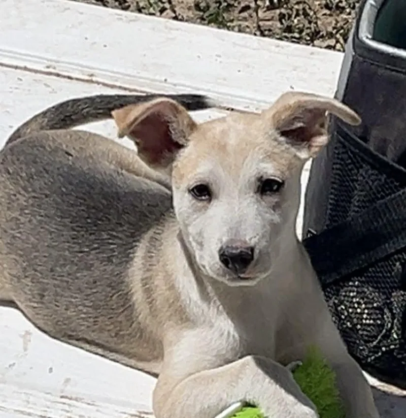 A baby medium-sized female Apricot / Beige Terrier dog named Peanut for adoption in East Haddam, CT