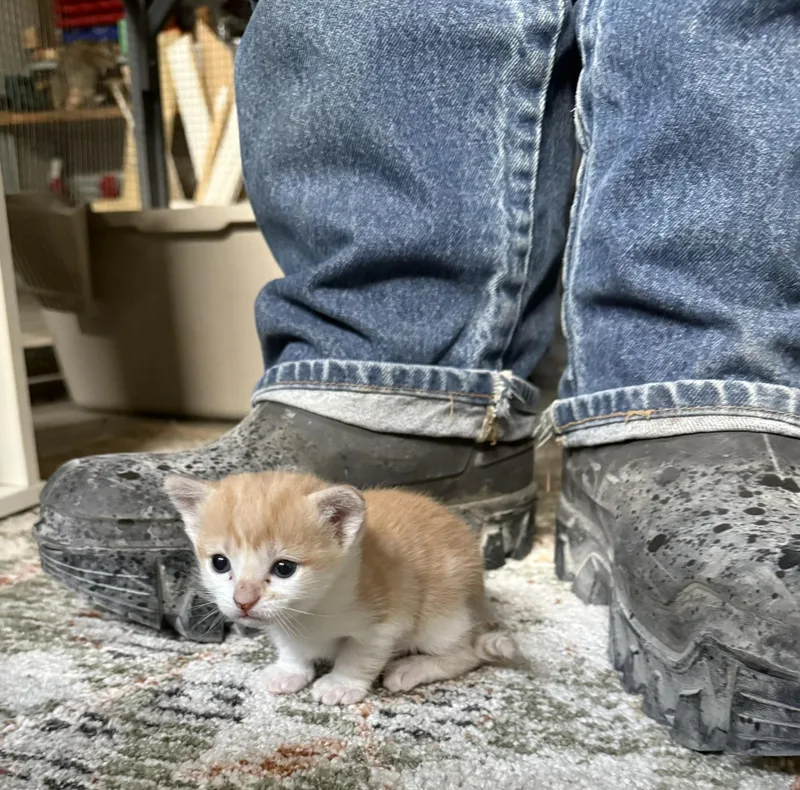 A baby small-sized male Orange & White Domestic Short Hair cat named Munchie Tigger for adoption in CANONSBURG, PA
