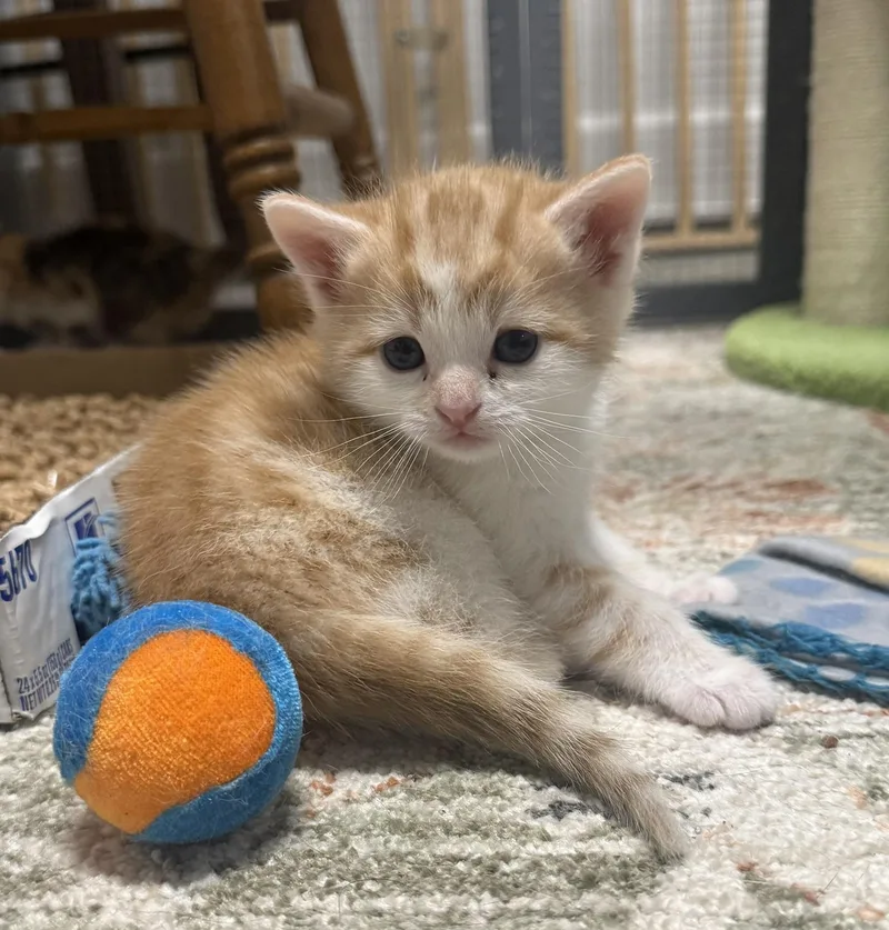 Munchie  Tigger  thumbnail 2