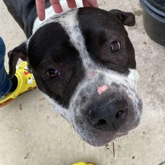 An adult medium-sized female Black Mixed Breed dog named Polkadot for adoption in Gadsden, AL