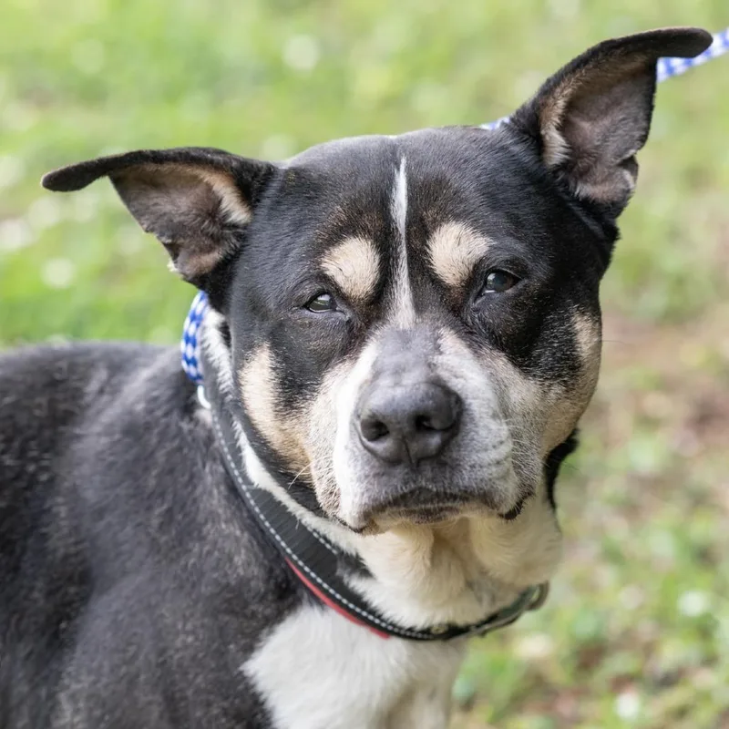 A senior medium-sized male Black Pit Bull Terrier dog named Buster for adoption in Bartlett, TN