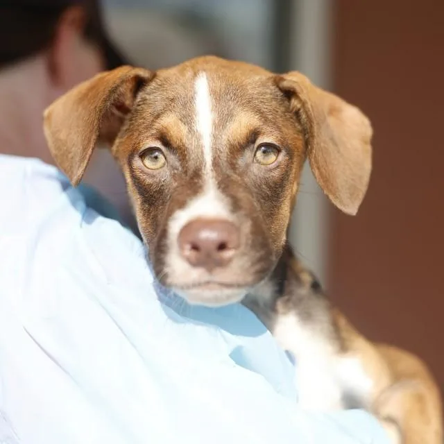 A baby small-sized male American Staffordshire Terrier dog named Honey Puppy for adoption in San Antonio, TX