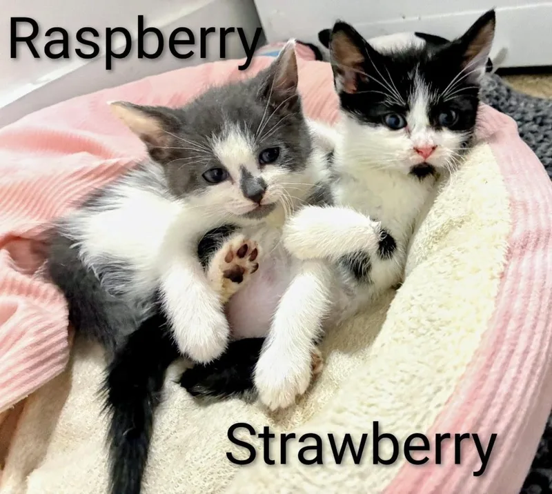 Raspberry