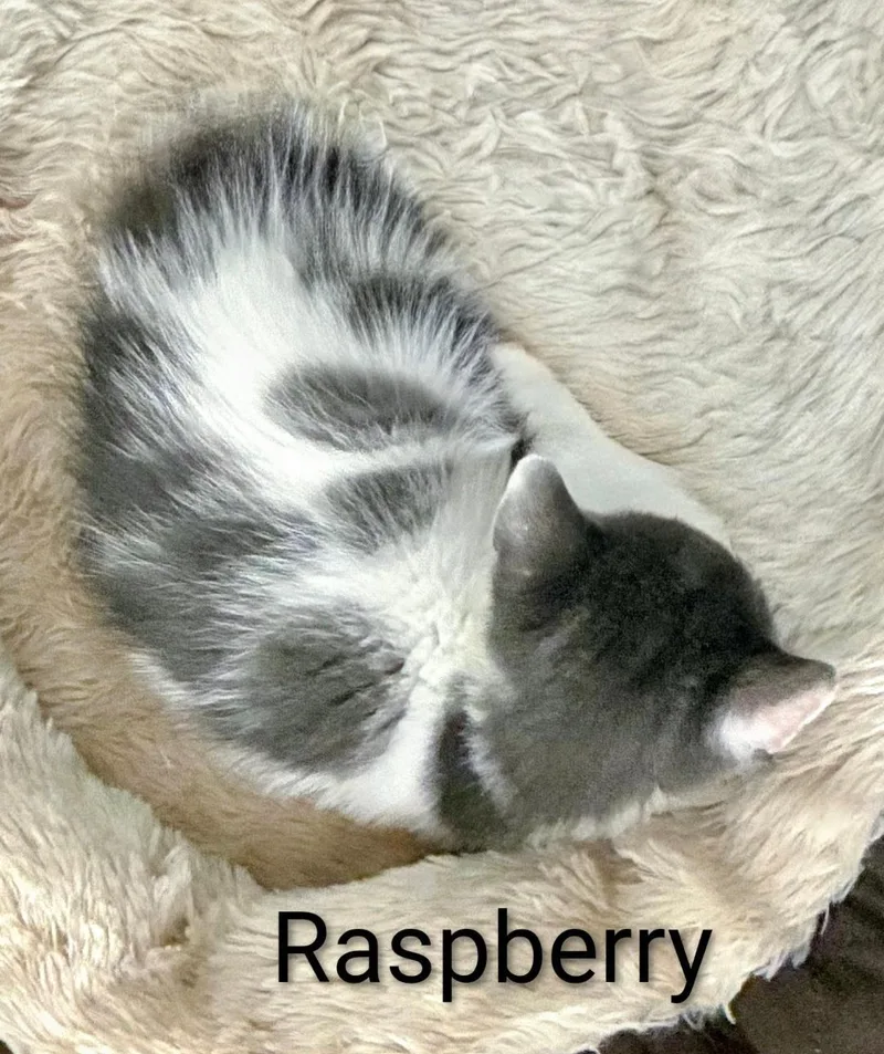 Raspberry thumbnail 2