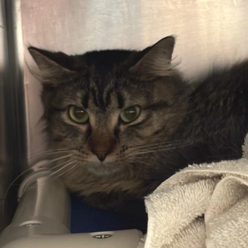 An adult medium-sized male Brown / Chocolate Domestic Medium Hair cat named Pumpkin for adoption in Springfield, MA