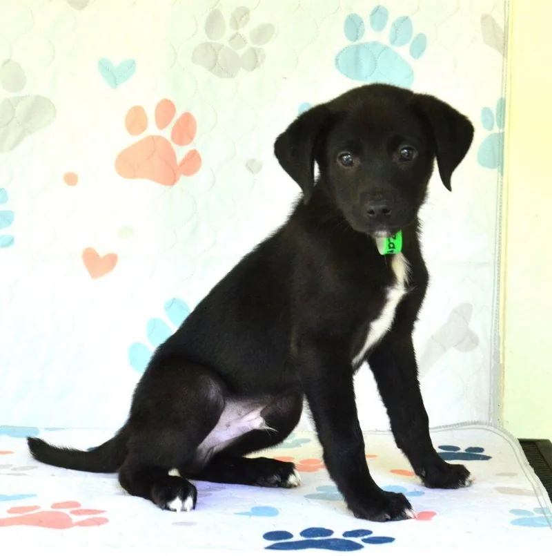 A baby medium-sized male Tricolor (Brown, Black, & White) Hound dog named Zane for adoption in Willingboro, NJ