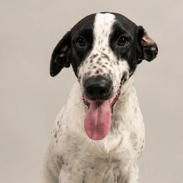 A baby medium-sized female White / Cream Labrador Retriever dog named Karla for adoption in New York, NY