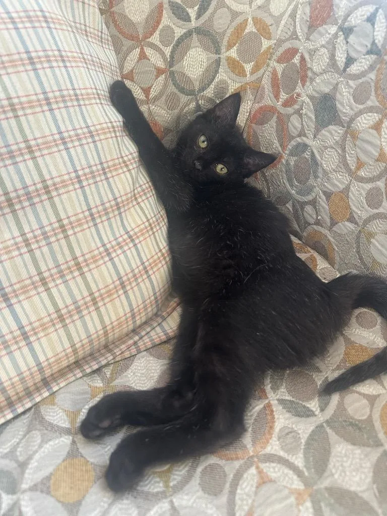 A baby medium-sized male Domestic Short Hair cat named Sean for adoption in New York, NY