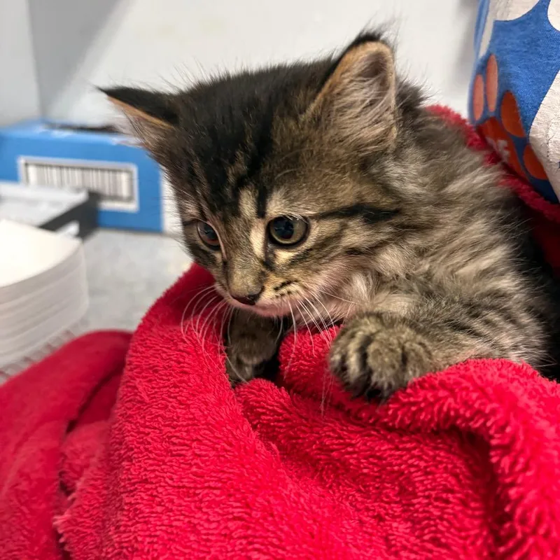 A baby small-sized female Brown / Chocolate Domestic Medium Hair cat named Ravioli for adoption in Spokane, WA