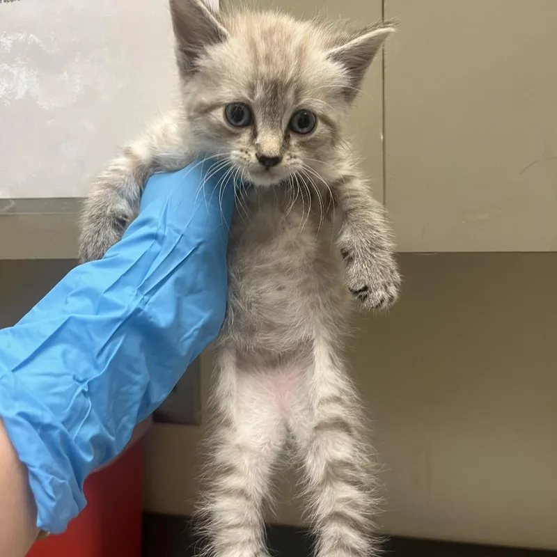 A baby small-sized male White American Shorthair cat named Straystmarysroad for adoption in Columbus, GA