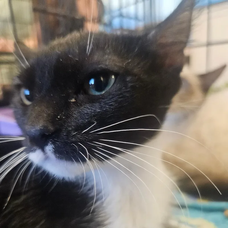 A baby small-sized female Black Domestic Short Hair cat named Vicky for adoption in Grantsville, UT