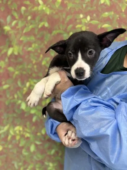 A young small-sized male Shepherd dog named Thunder for adoption in San Antonio, TX