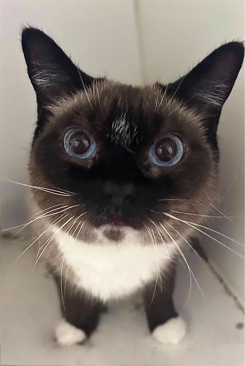 A senior medium-sized female Domestic Short Hair cat named Mia for adoption in Gettysburg, PA
