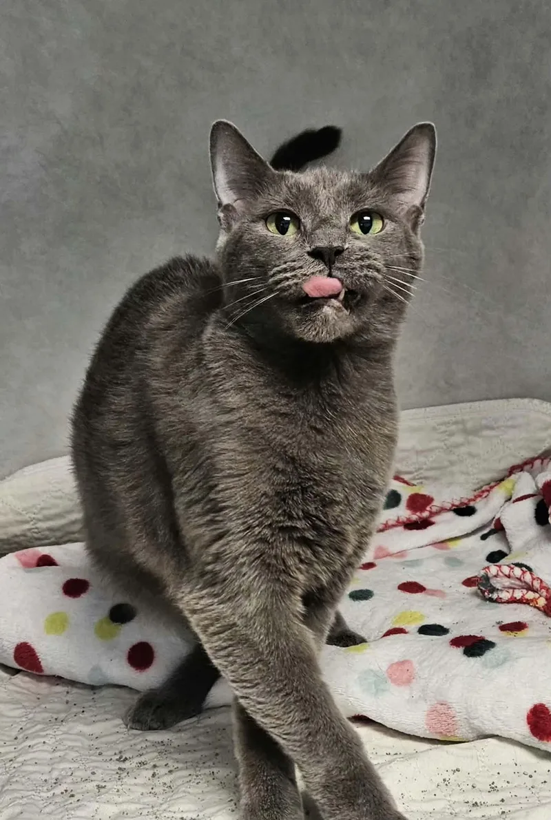 An adult large-sized female Domestic Short Hair cat named Candy for adoption in Wapakoneta, OH