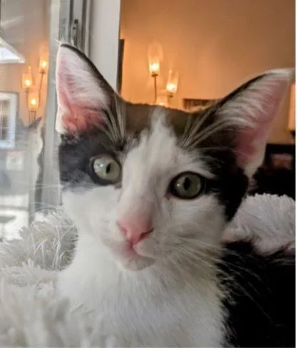 Walker And Dishevela