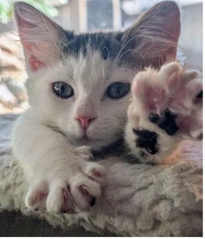 Walker And Dishevela thumbnail 2