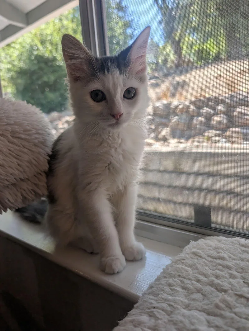 Walker And Dishevela thumbnail 3