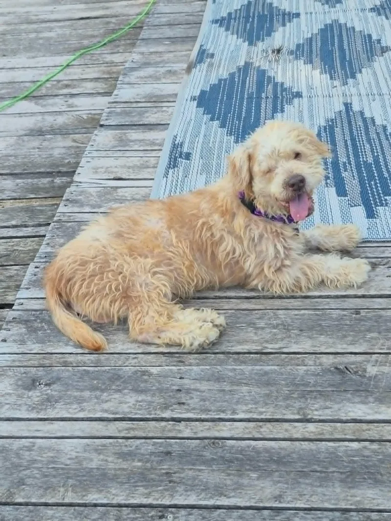 A senior small-sized male Terrier dog named Benji for adoption in De Pere, WI