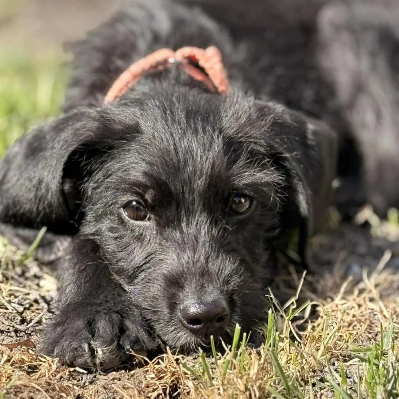 A baby small-sized female Tricolor (Brown, Black, & White) Labrador Retriever dog named Marisol for adoption in Long Island City, NY