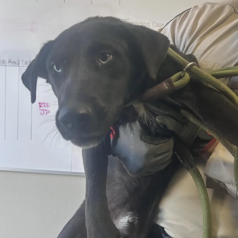 A young medium-sized male Black German Shepherd Dog dog named Charlamane for adoption in Yuma, AZ