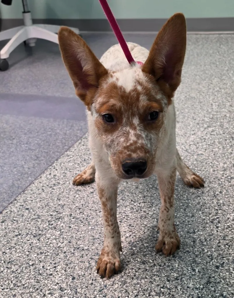 A baby medium-sized male Terrier dog named Rooster for adoption in Athens, TN