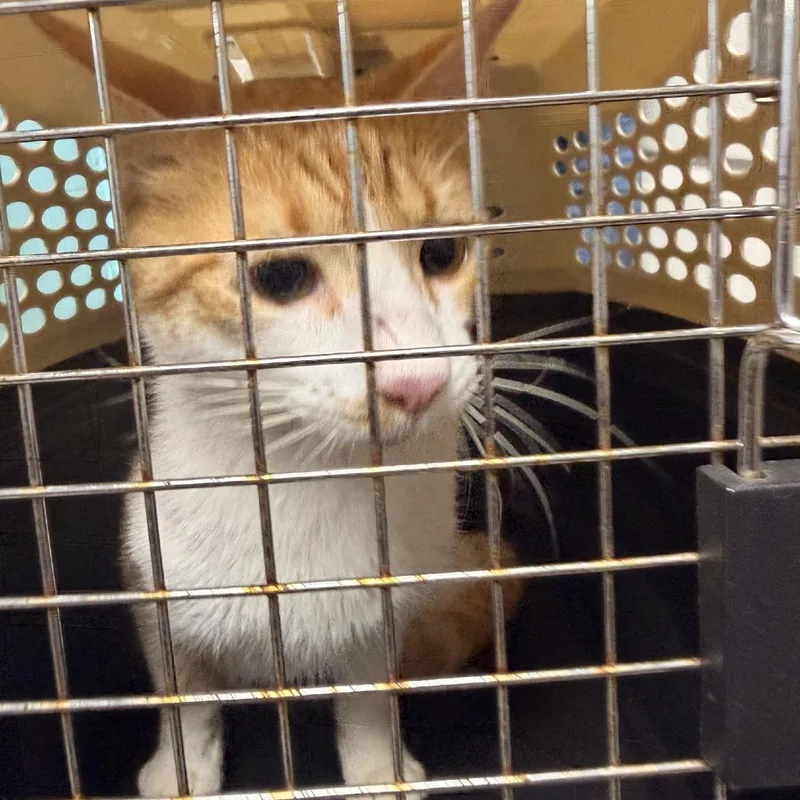 An adult medium-sized male Orange / Red Domestic Short Hair cat named Norman for adoption in Columbus, NC