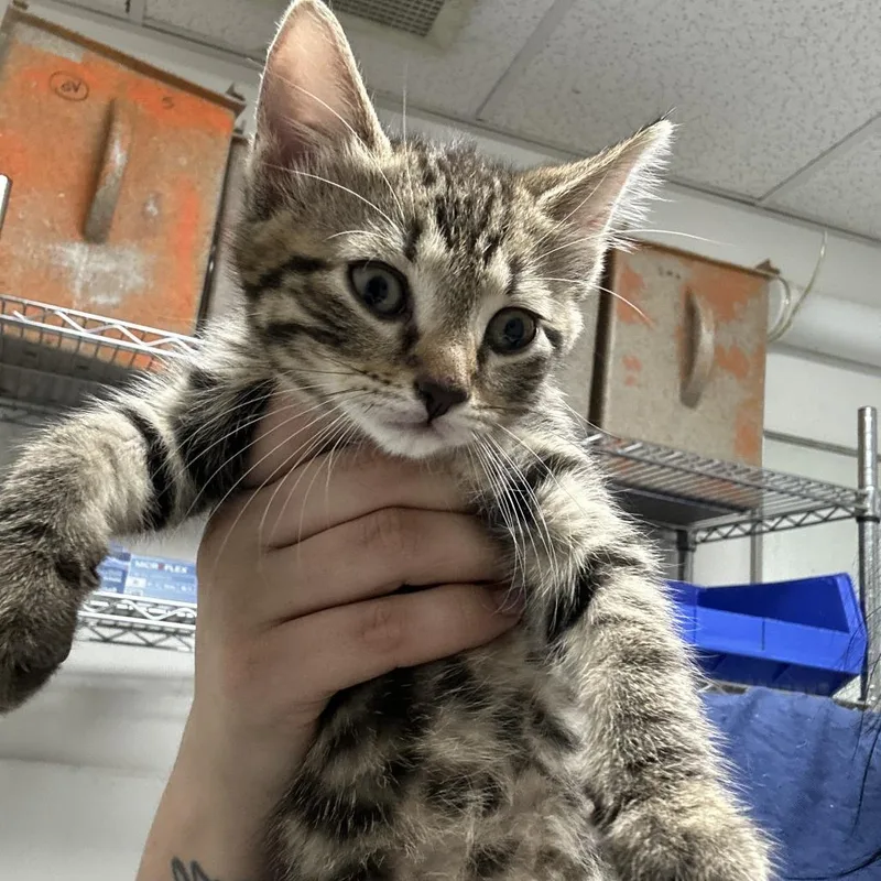 A baby small-sized female Gray / Blue / Silver Domestic Short Hair cat named Precious for adoption in Philadelphia, PA