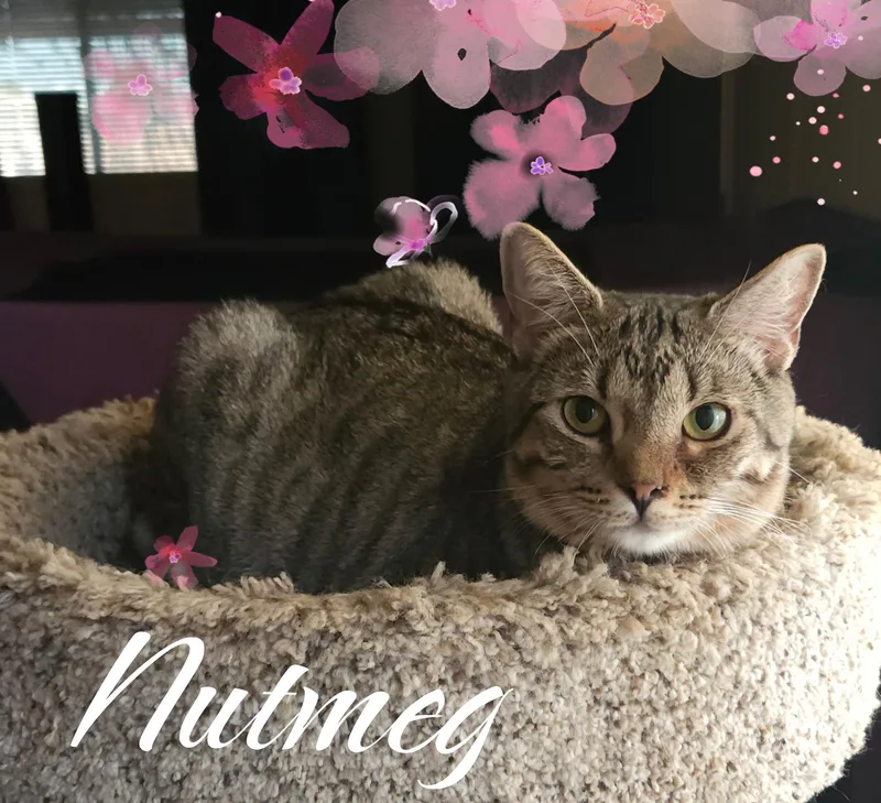Nutmeg
