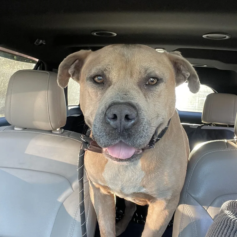 An adult medium-sized male Pit Bull Terrier dog named Jughead for adoption in Holly Springs, MS