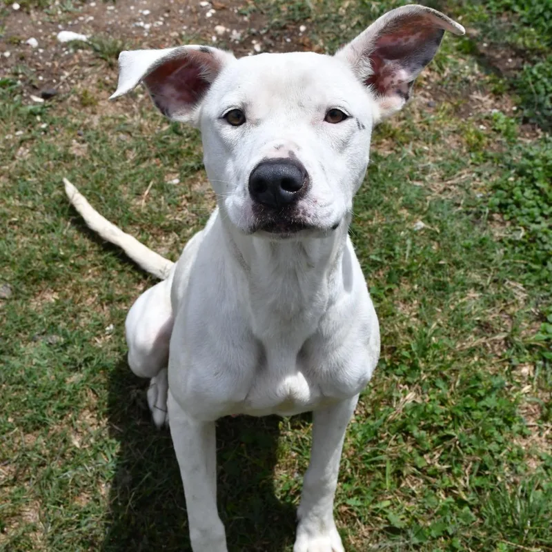 A young medium-sized female White / Cream Pit Bull Terrier dog named Vega for adoption in Beaumont, TX