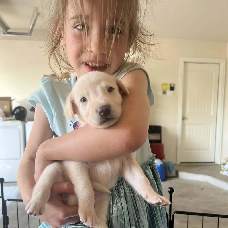 Daphne Gs thumbnail 3