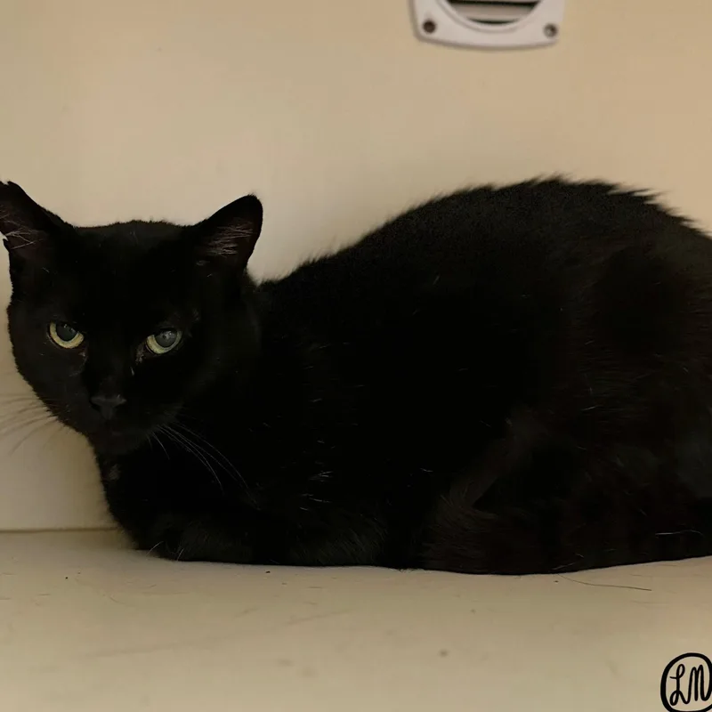 An adult medium-sized male Black Domestic Short Hair cat named Arrow for adoption in Victor, NY