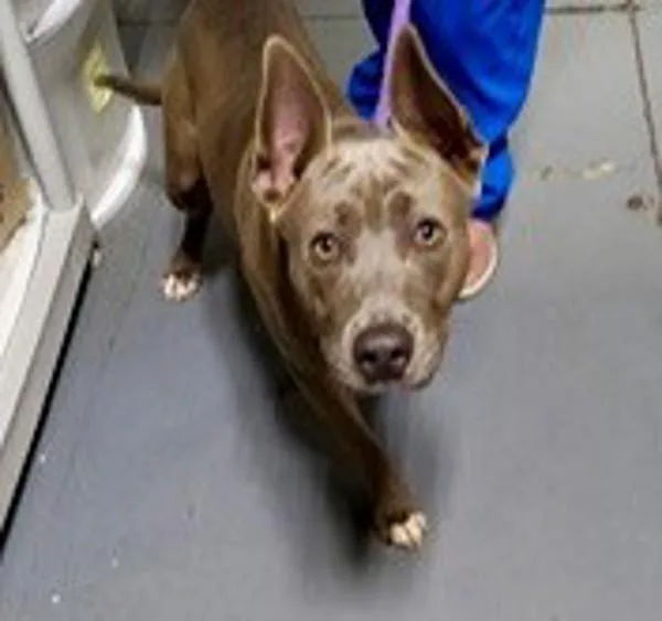 An adult medium-sized male Pit Bull Terrier dog named Scott for adoption in Dallas, GA