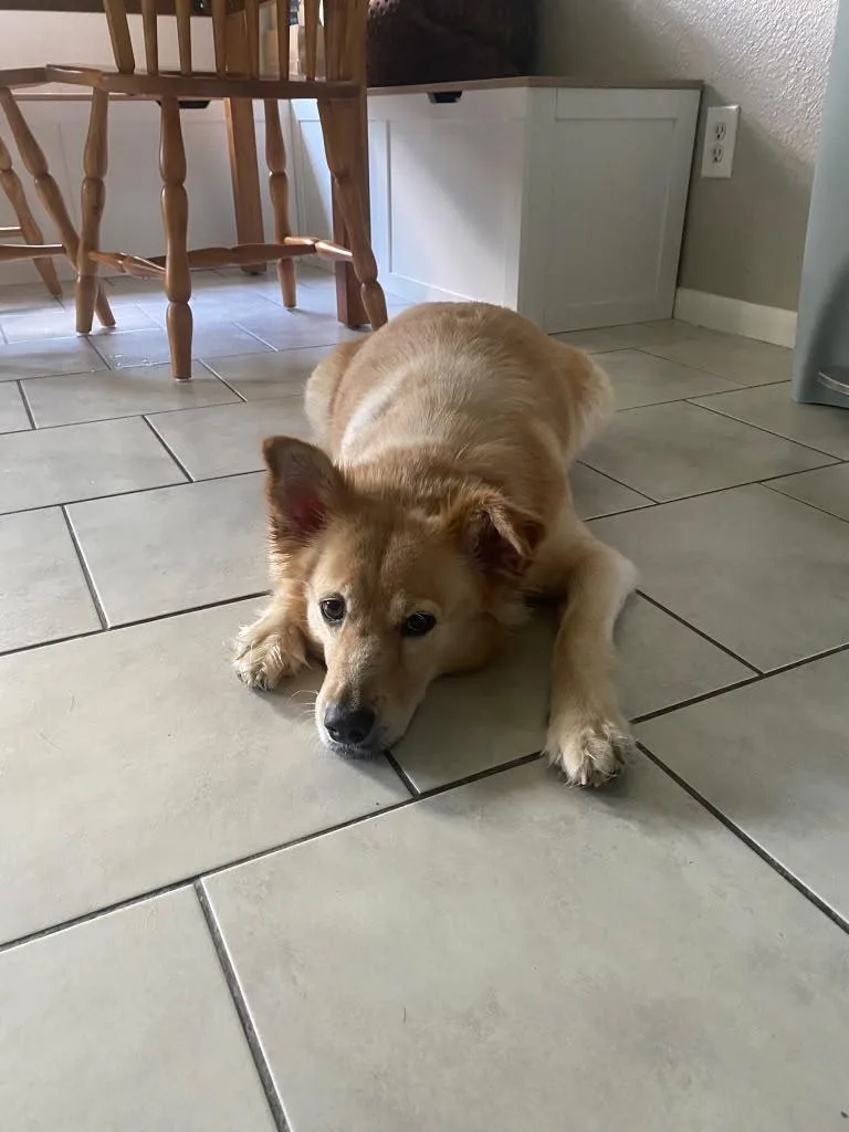 An adult medium-sized female Retriever dog named Misty Mae for adoption in Houston, TX