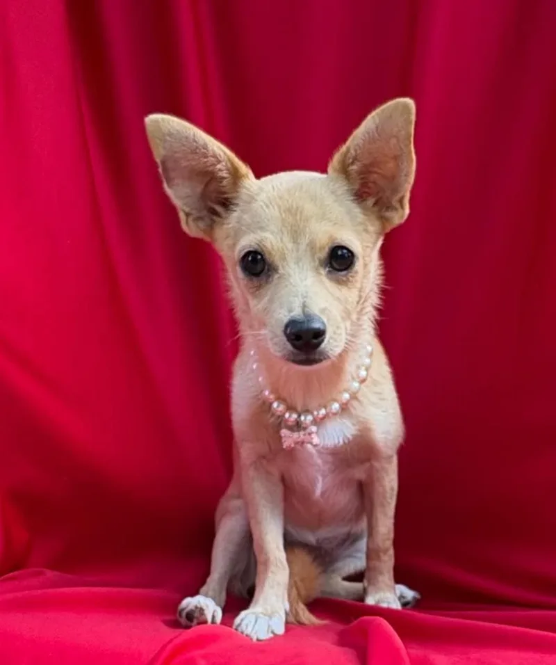 A baby small-sized female Yellow / Tan / Blond / Fawn Chihuahua dog named Gia for adoption in Gregory, TX