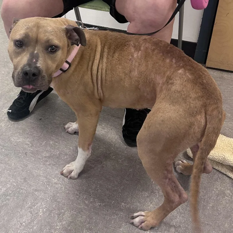 An adult medium-sized female Yellow / Tan / Blond / Fawn Mixed Breed dog named Angelic for adoption in Philadelphia, PA