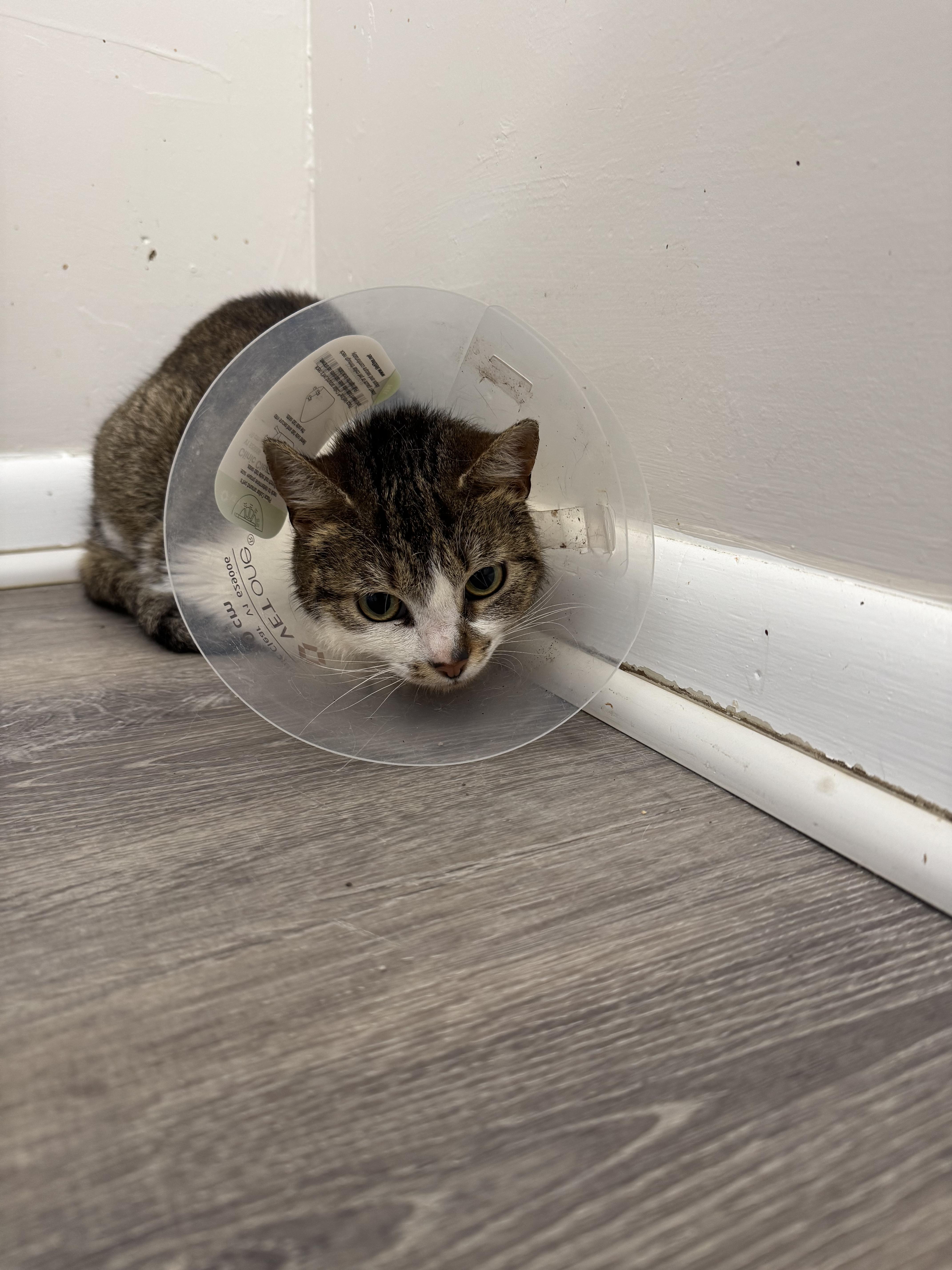 An adult medium-sized female Gray & White Domestic Short Hair cat named Raine for adoption in Salem, OH