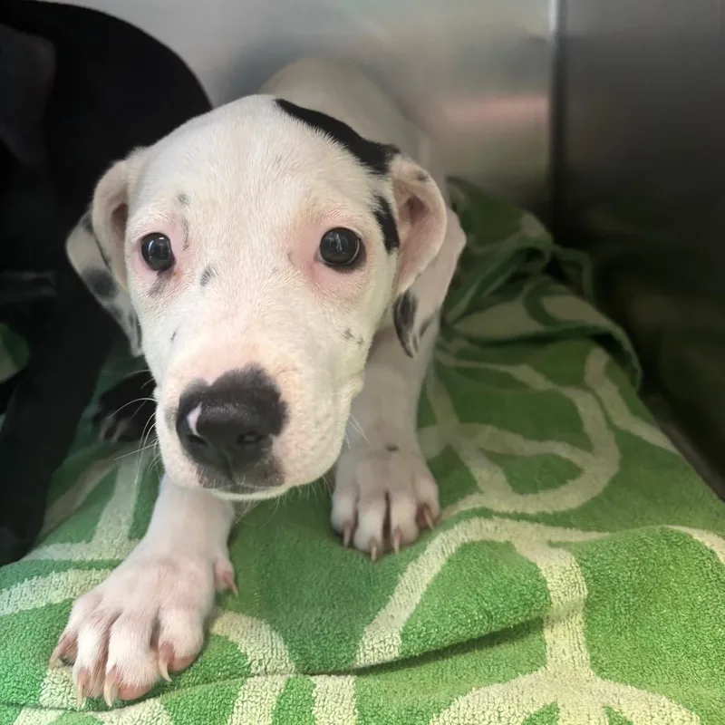 A baby small-sized female Mixed Breed dog named Kate for adoption in Council Bluffs, IA