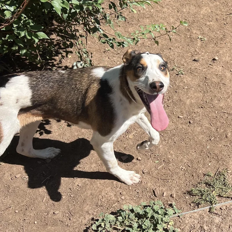 A young medium-sized female Tricolor (Brown, Black, & White) Australian Cattle Dog / Blue Heeler dog named May for adoption in Fort Collins, CO