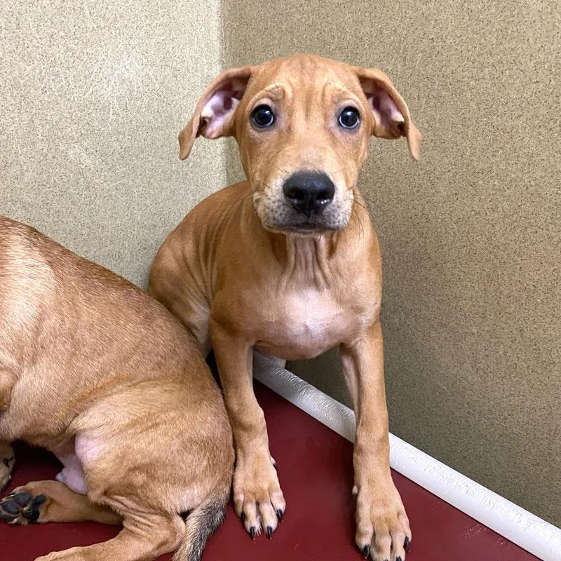A baby large-sized male Labrador Retriever dog named Finn for adoption in Monroe, GA
