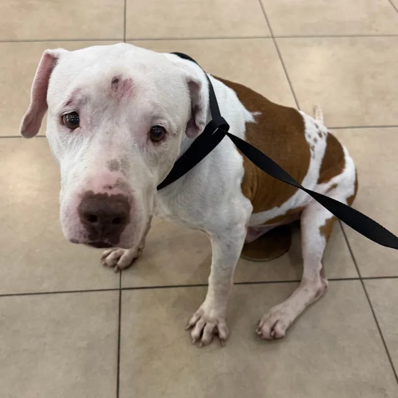 A senior medium-sized male White / Cream Mixed Breed dog named Buster for adoption in West Palm Beach, FL