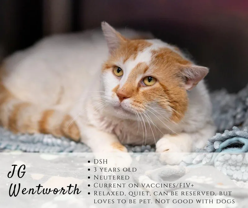 An adult large-sized male Orange & White Domestic Short Hair cat named Jg Wentworth for adoption in Junction City, KS