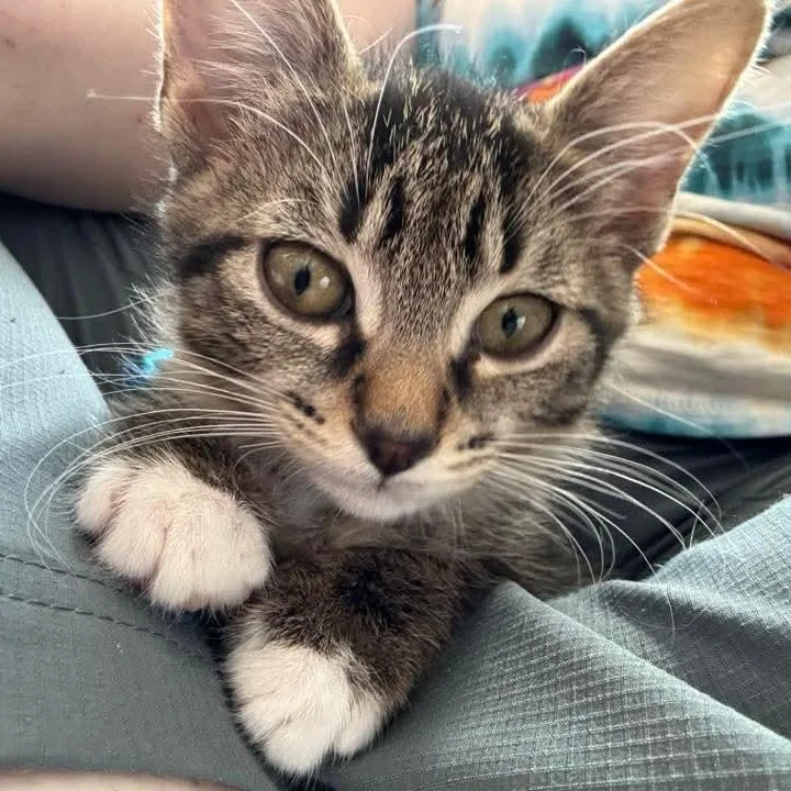 A baby medium-sized female Tabby (Brown / Chocolate) Domestic Short Hair cat named Artemis for adoption in Kentwood, MI