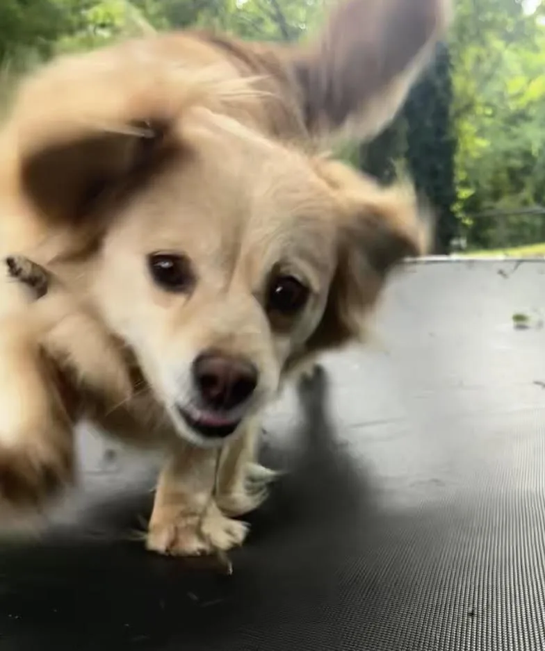 An adult small-sized female Chihuahua dog named Buttercupaka Butters for adoption in Chattanooga, TN