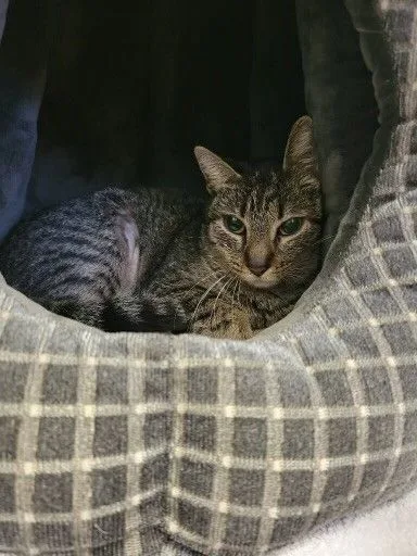 An adult medium-sized female Domestic Short Hair cat named Rosie for adoption in Houston, TX