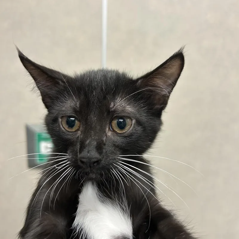 A baby small-sized male Black Domestic Short Hair cat named Will for adoption in Jacksonville, FL