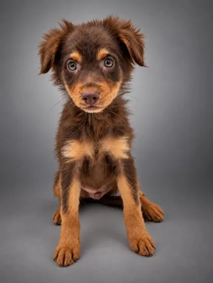 A young small-sized female Terrier dog named Diana for adoption in Bowling Green, KY